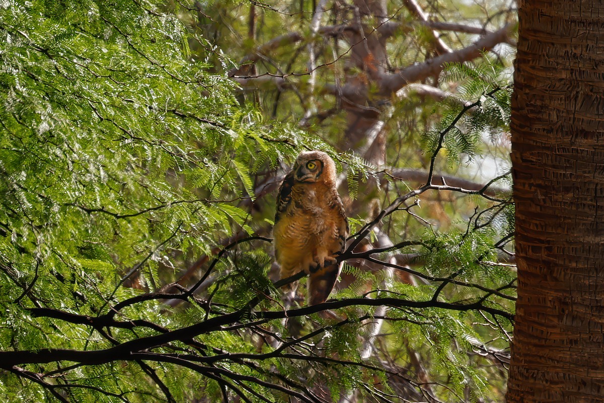 Great Horned Owl - ML620861495