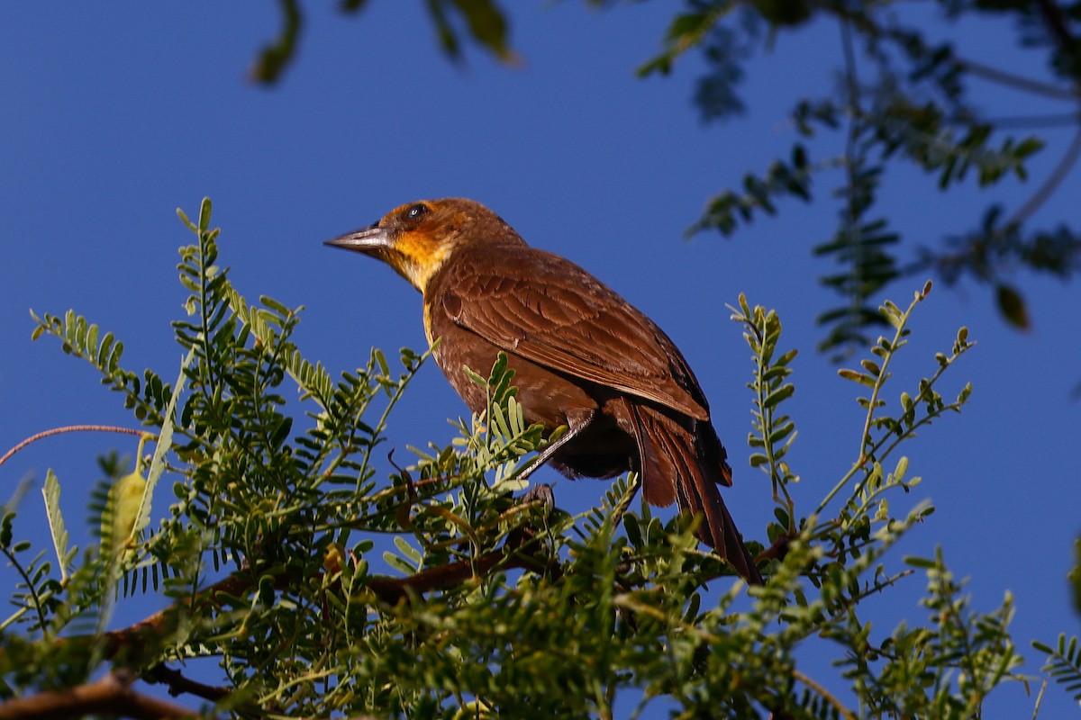 Yellow-headed Blackbird - ML620861499