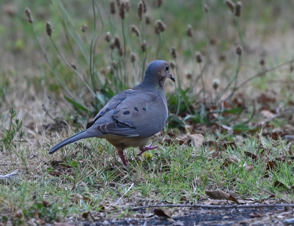 sørgedue - ML620861506