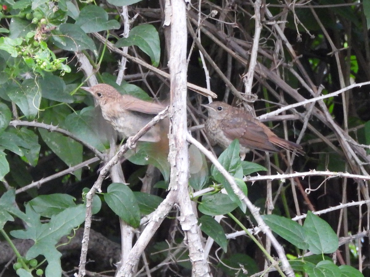 Common Nightingale - ML620861508