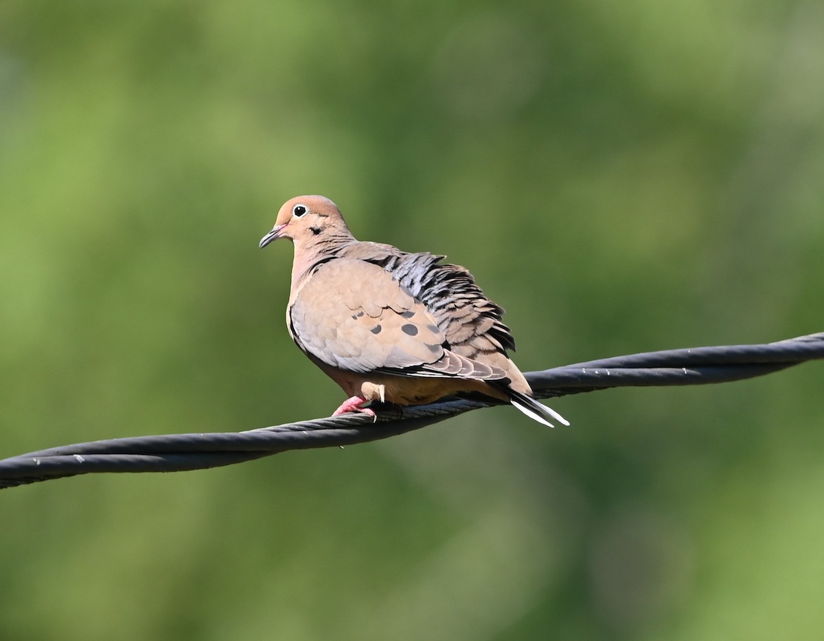 sørgedue - ML620861510