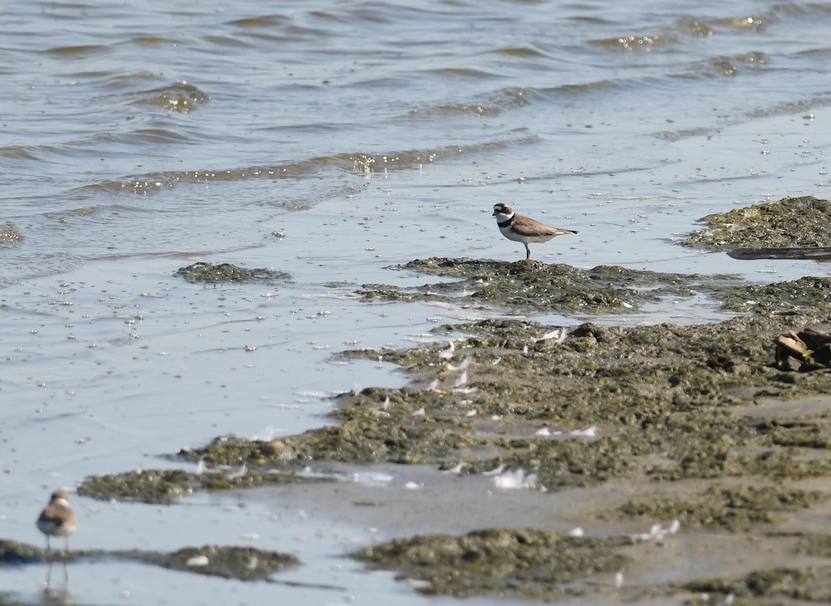 Semipalmated Plover - ML620861514