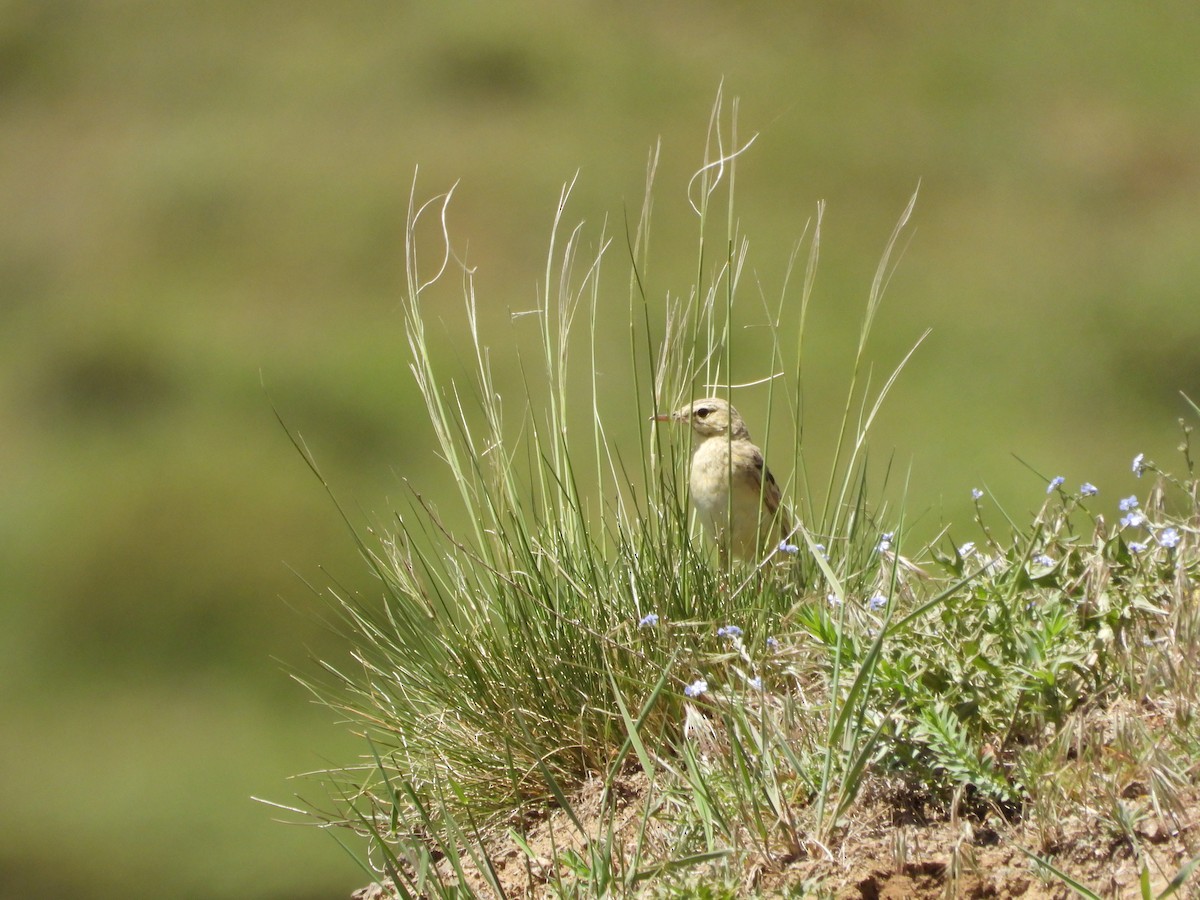 Tawny Pipit - ML620861521