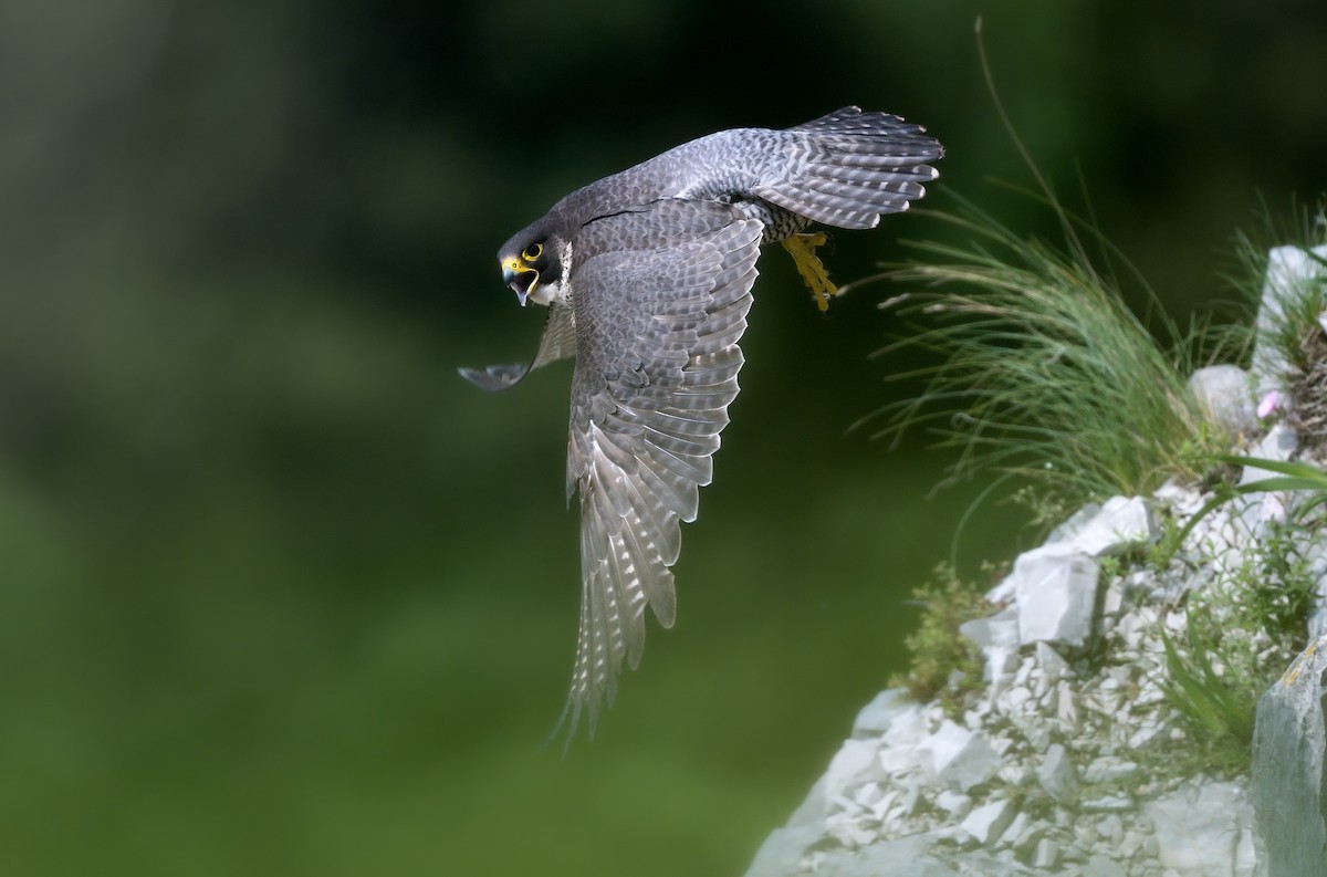 Peregrine Falcon - ML620861529