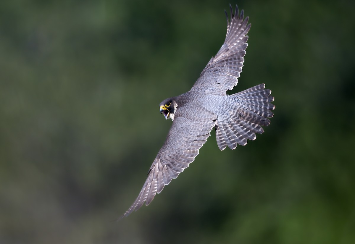 Peregrine Falcon - ML620861531