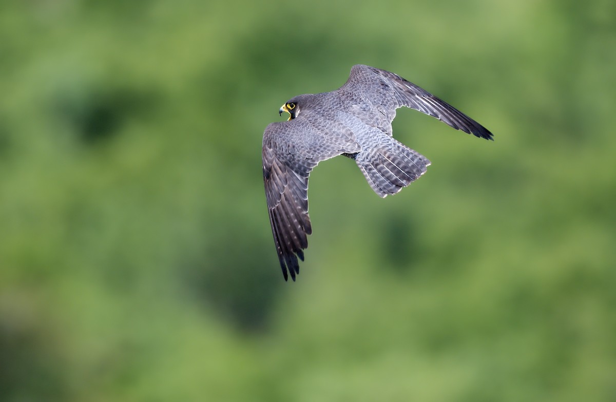 Peregrine Falcon - ML620861534