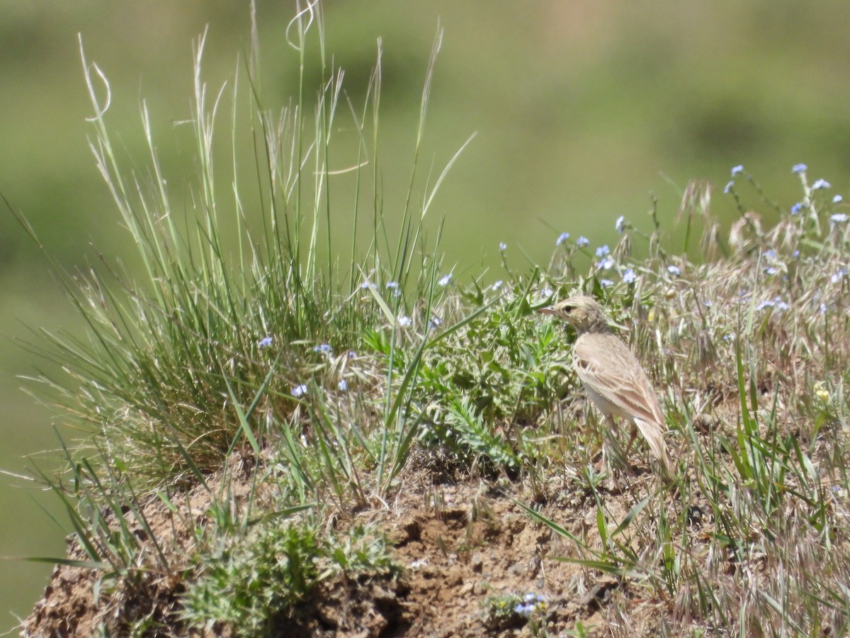 Tawny Pipit - ML620861536