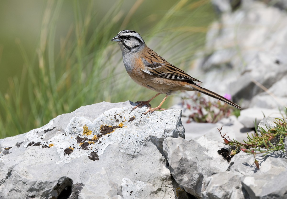 Rock Bunting - ML620861548