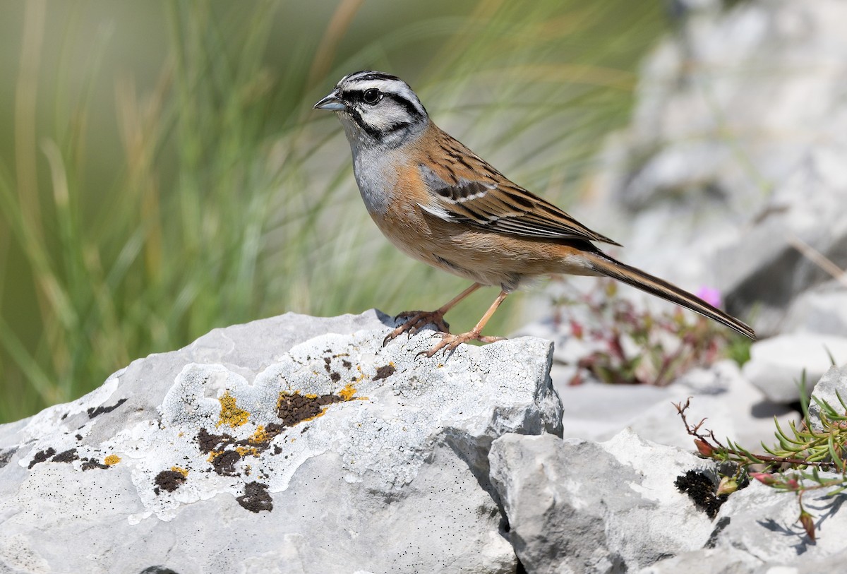 Rock Bunting - ML620861549