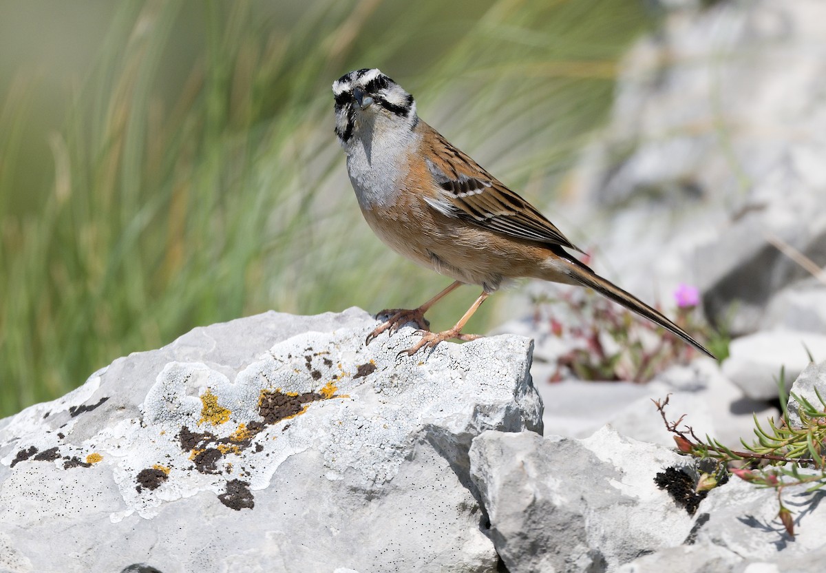 Rock Bunting - ML620861550