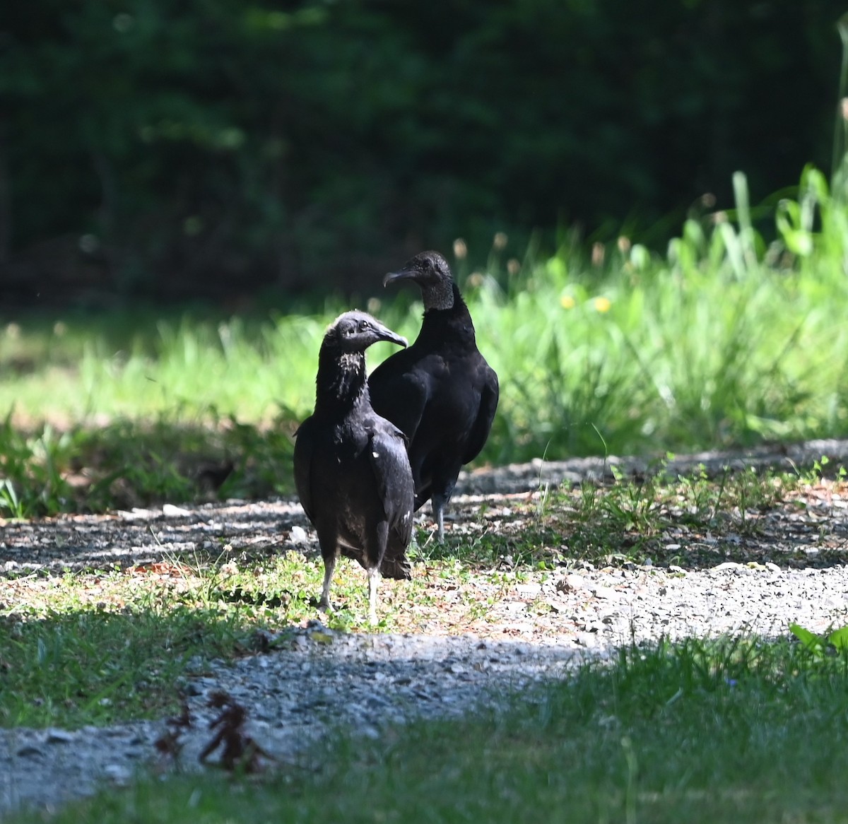 Black Vulture - Ralph Erickson