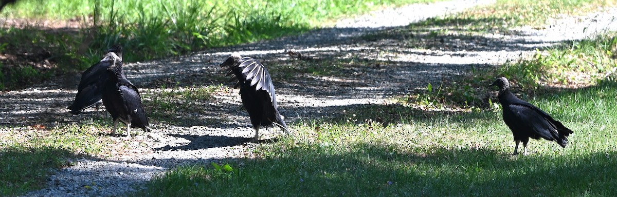 Black Vulture - ML620861580