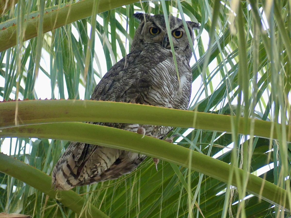 Great Horned Owl - ML620861602