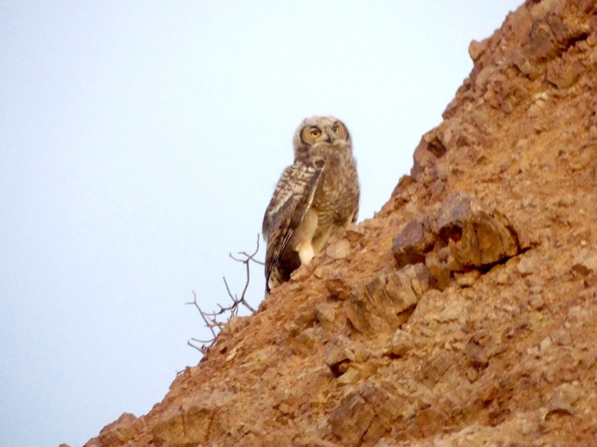 Great Horned Owl - ML620861607