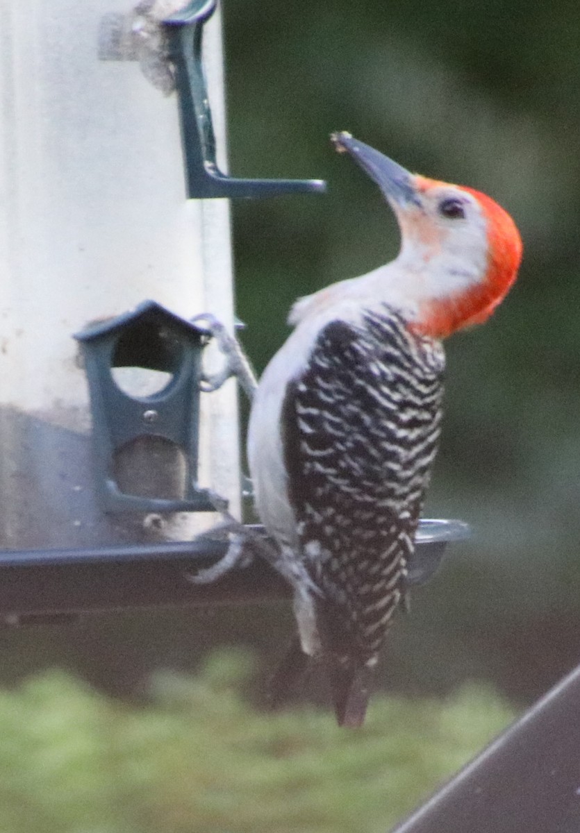 Red-bellied Woodpecker - ML620861612