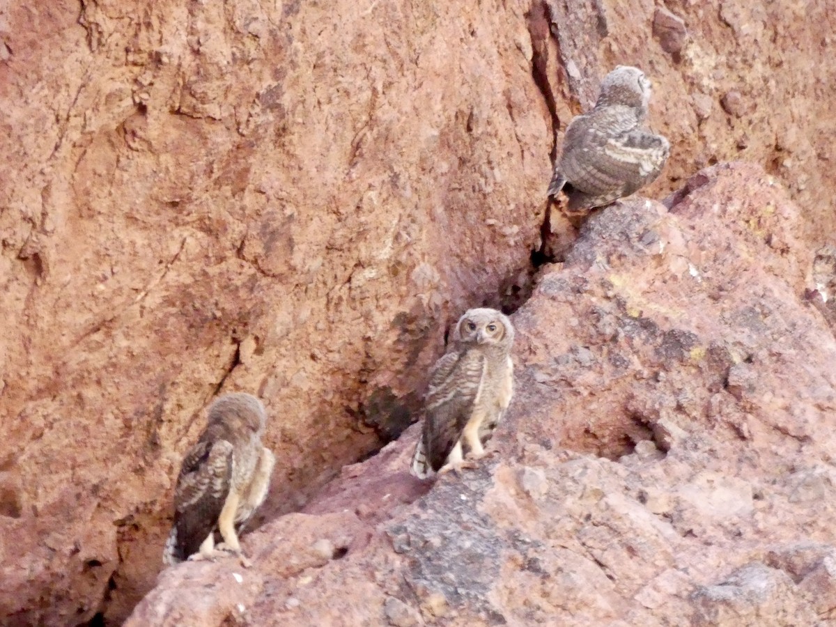 Great Horned Owl - ML620861616