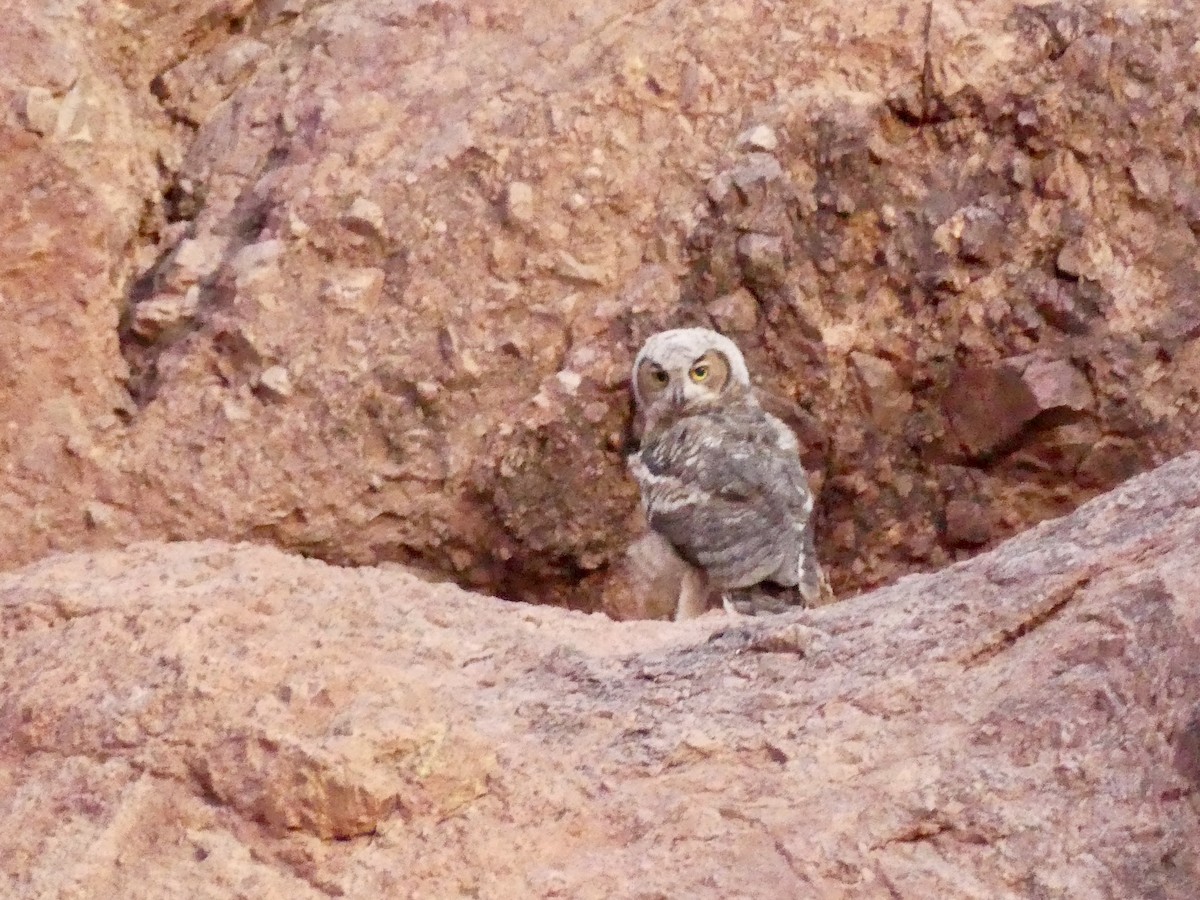 Great Horned Owl - ML620861618