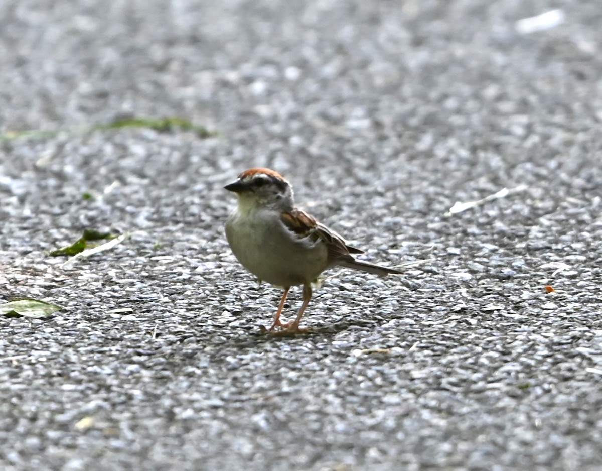 Chipping Sparrow - ML620861628