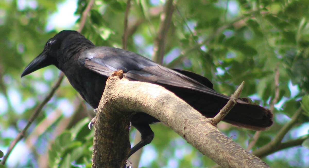 Large-billed Crow - ML620861632
