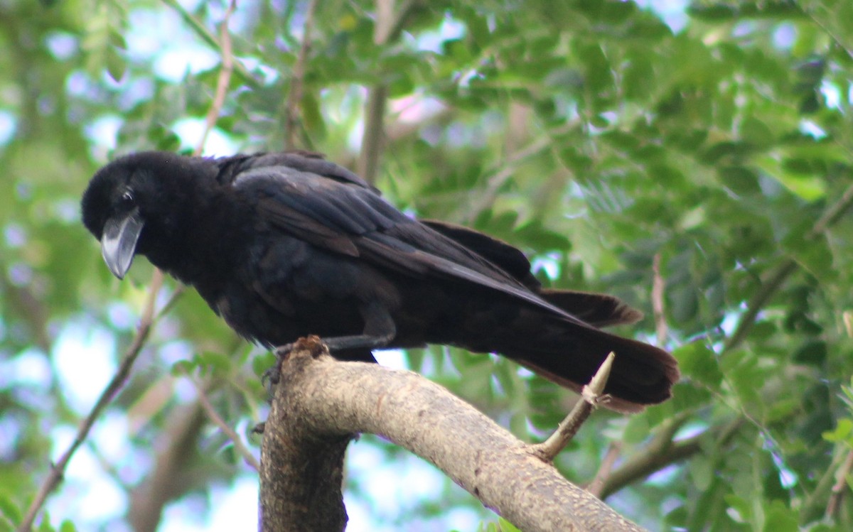 Large-billed Crow - ML620861634