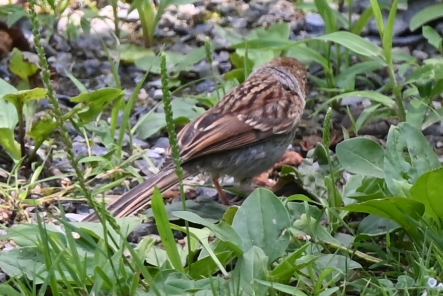 Chipping Sparrow - ML620861637