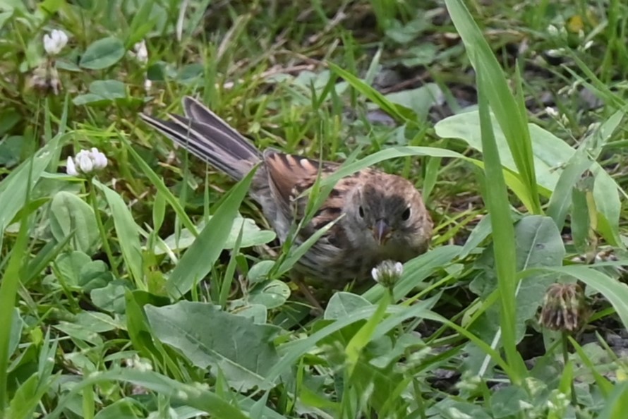 Chipping Sparrow - ML620861639
