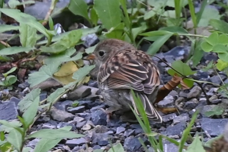 Chipping Sparrow - ML620861640