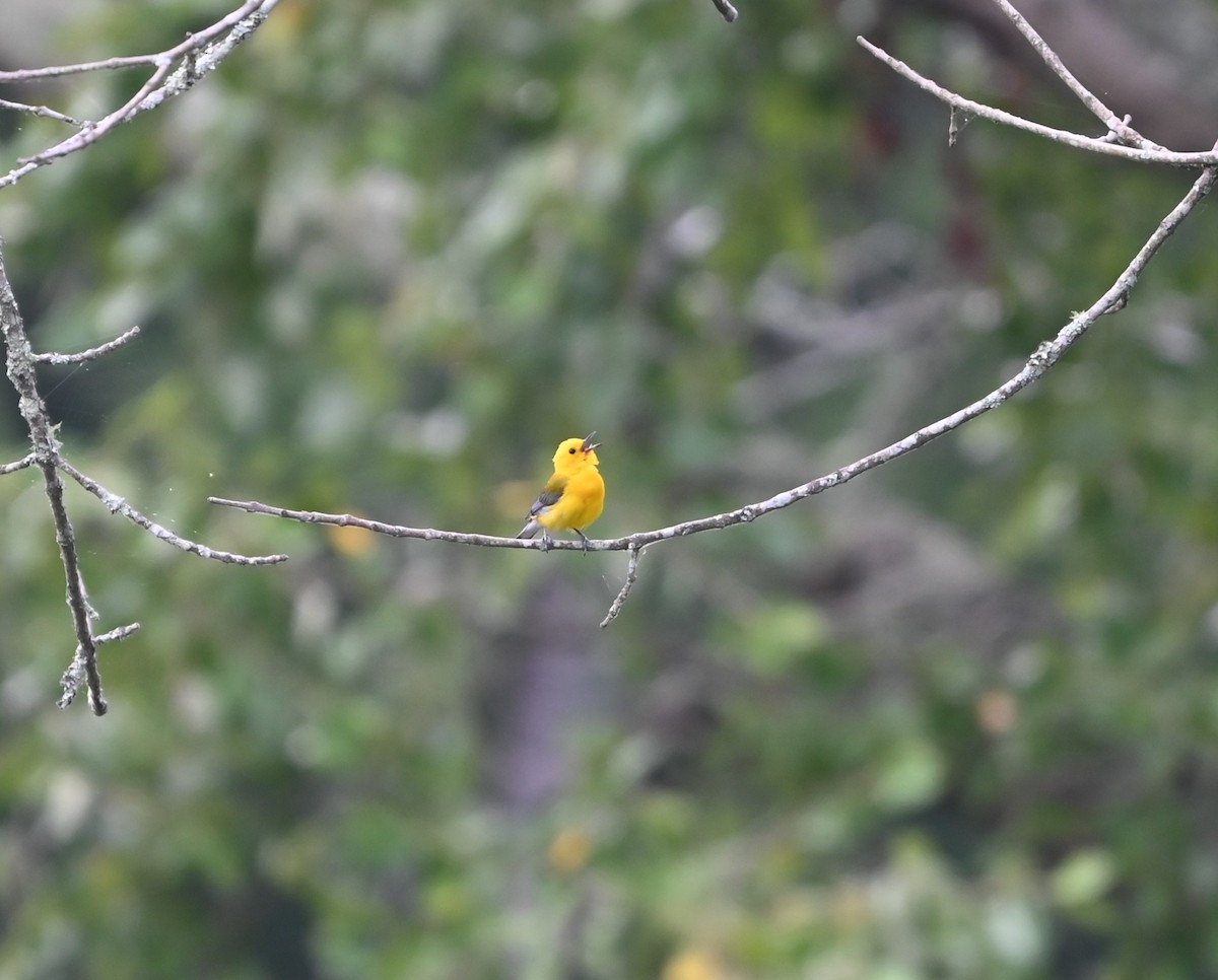 Prothonotary Warbler - ML620861645