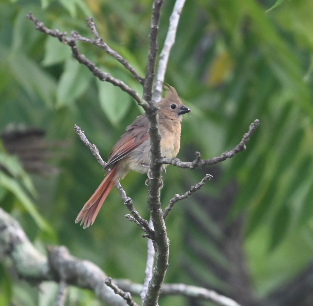 Northern Cardinal - ML620861650