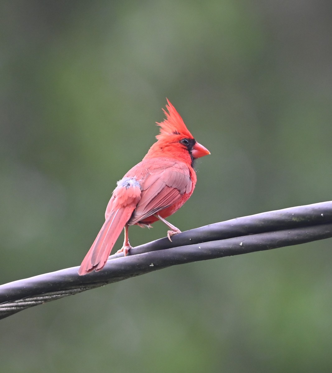 Northern Cardinal - ML620861658