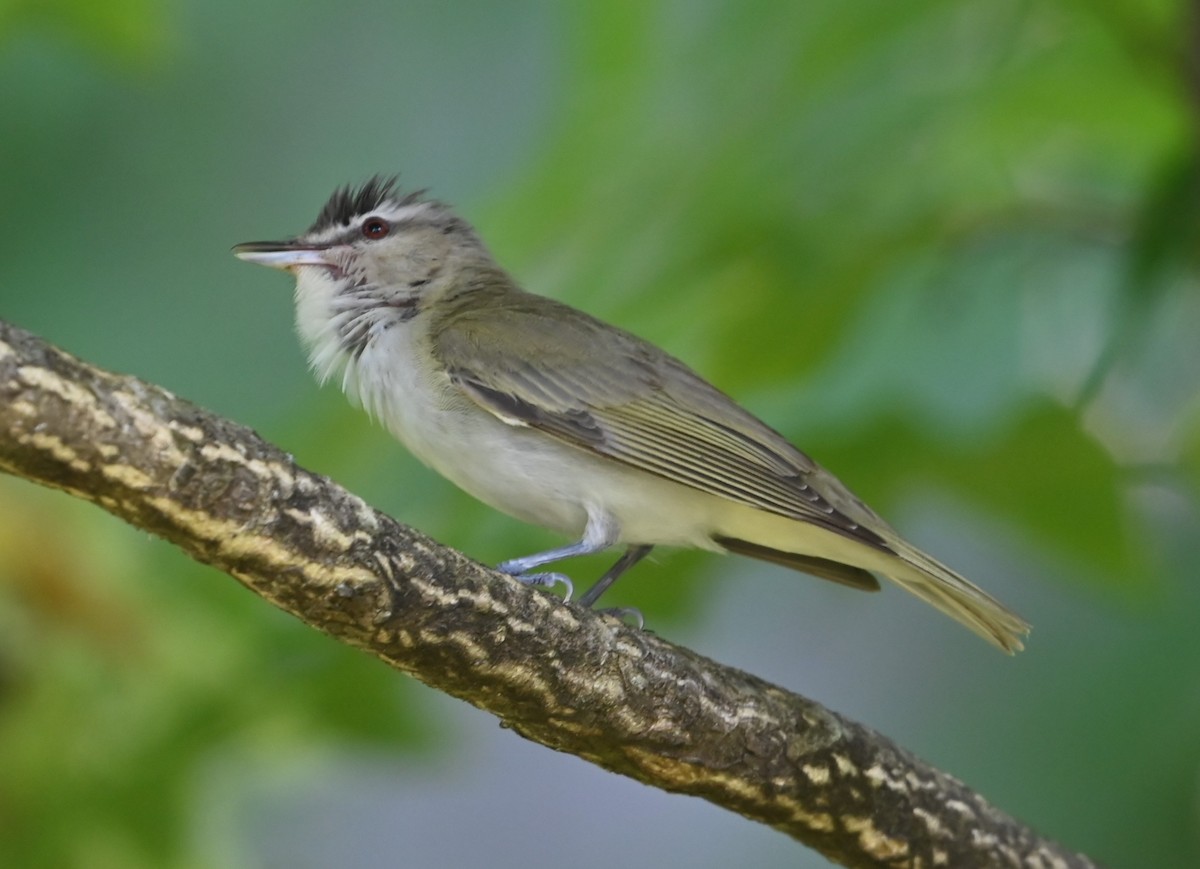 Vireo Ojirrojo - ML620861670