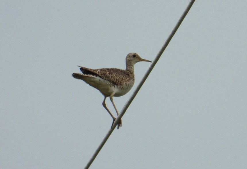 Upland Sandpiper - James Lamoureux