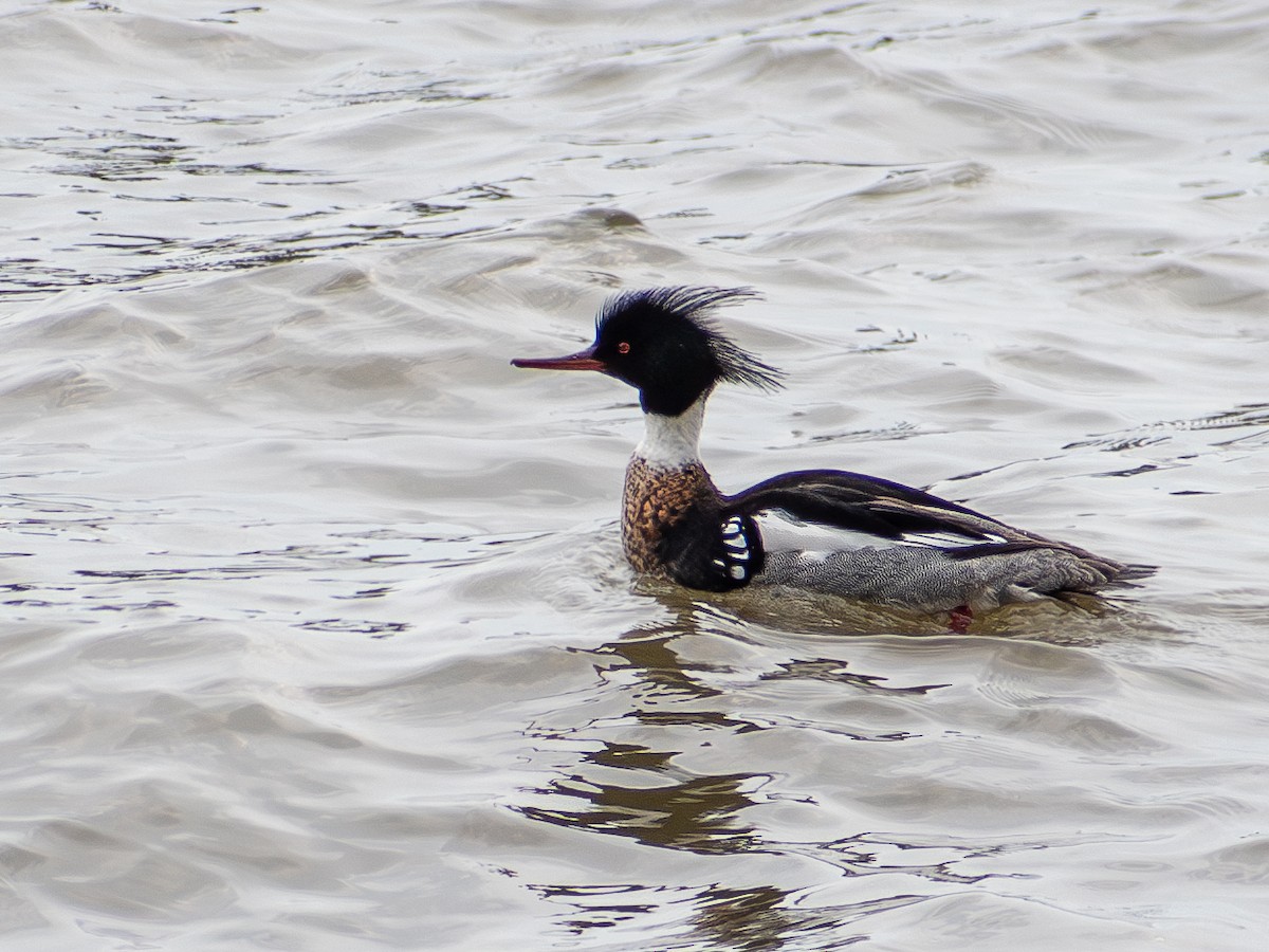 Сэвгэр бохио - ML620861676