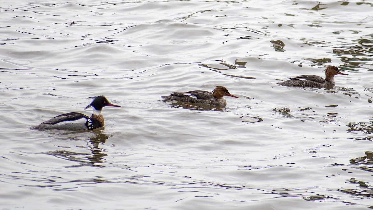 Сэвгэр бохио - ML620861677