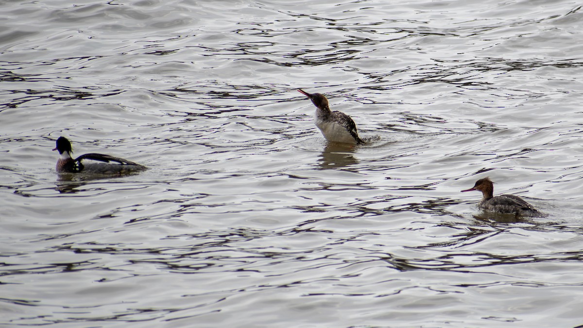 Сэвгэр бохио - ML620861678