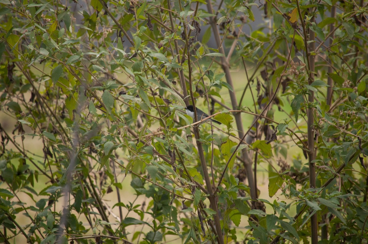 Black-capped Warbling Finch - ML620861679