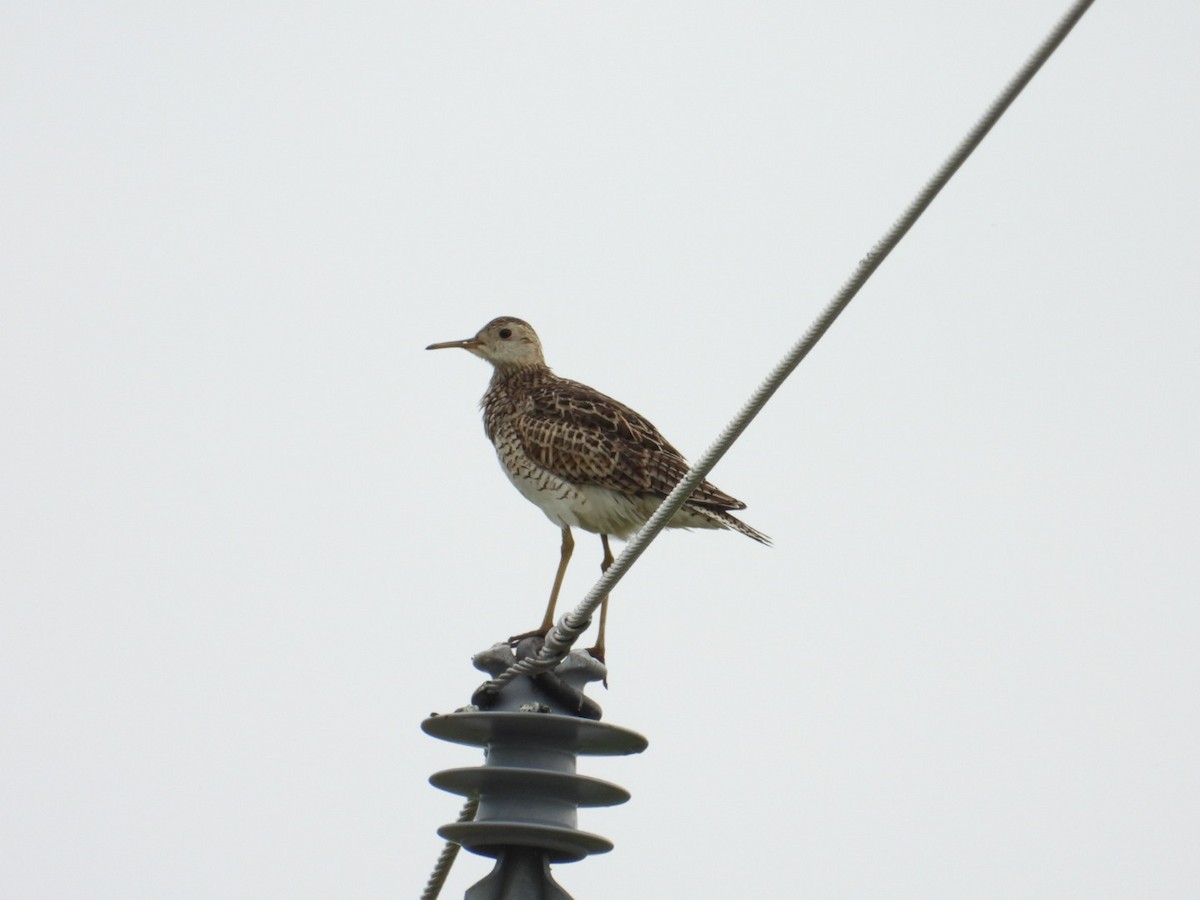 Upland Sandpiper - ML620861686