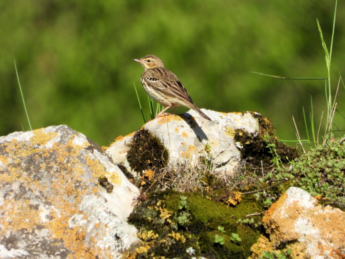 Tree Pipit - ML620861687