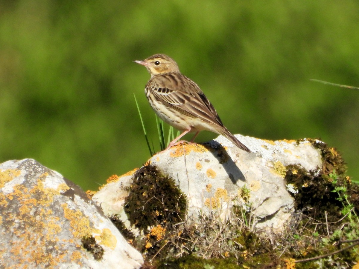 Tree Pipit - ML620861691