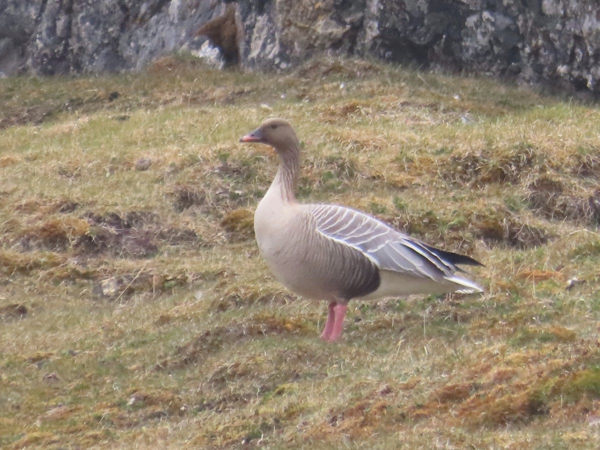 Pink-footed Goose - ML620861699