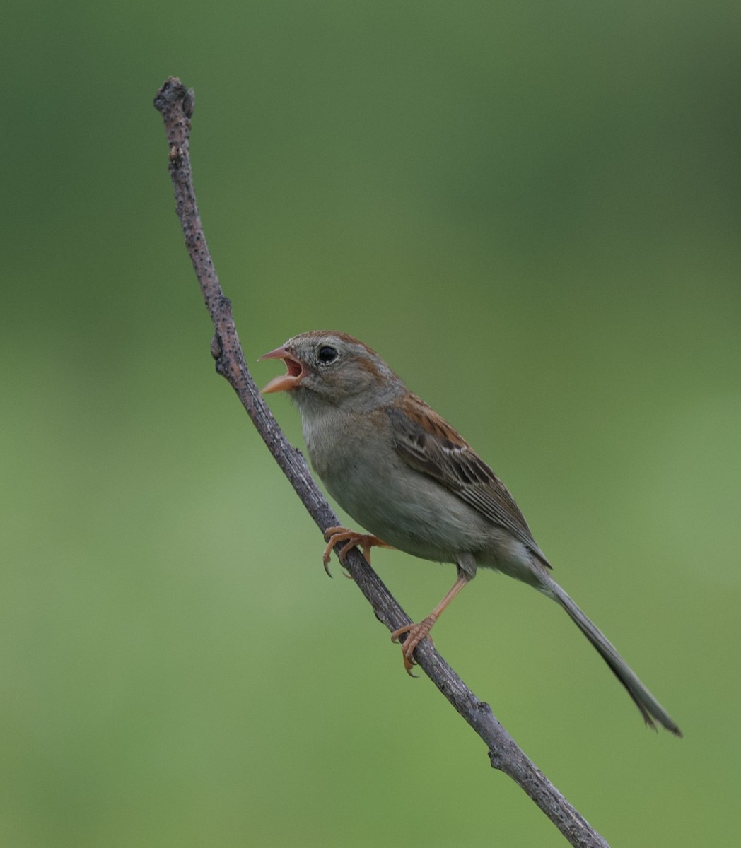 Field Sparrow - ML620861710