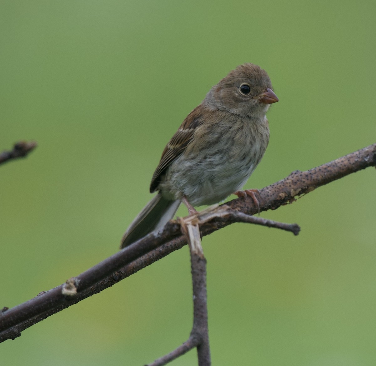 Field Sparrow - ML620861711