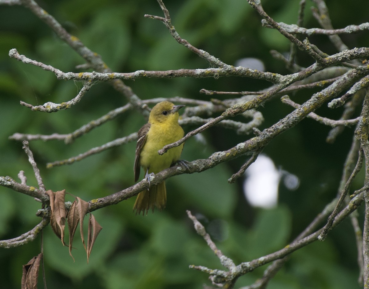 Orchard Oriole - ML620861723