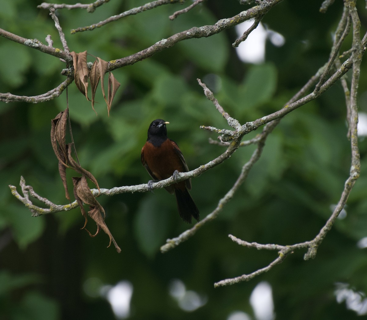 Orchard Oriole - ML620861724