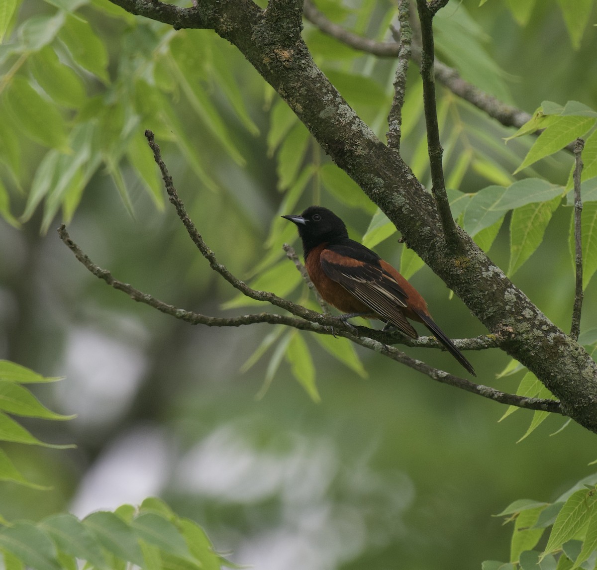 Orchard Oriole - ML620861725