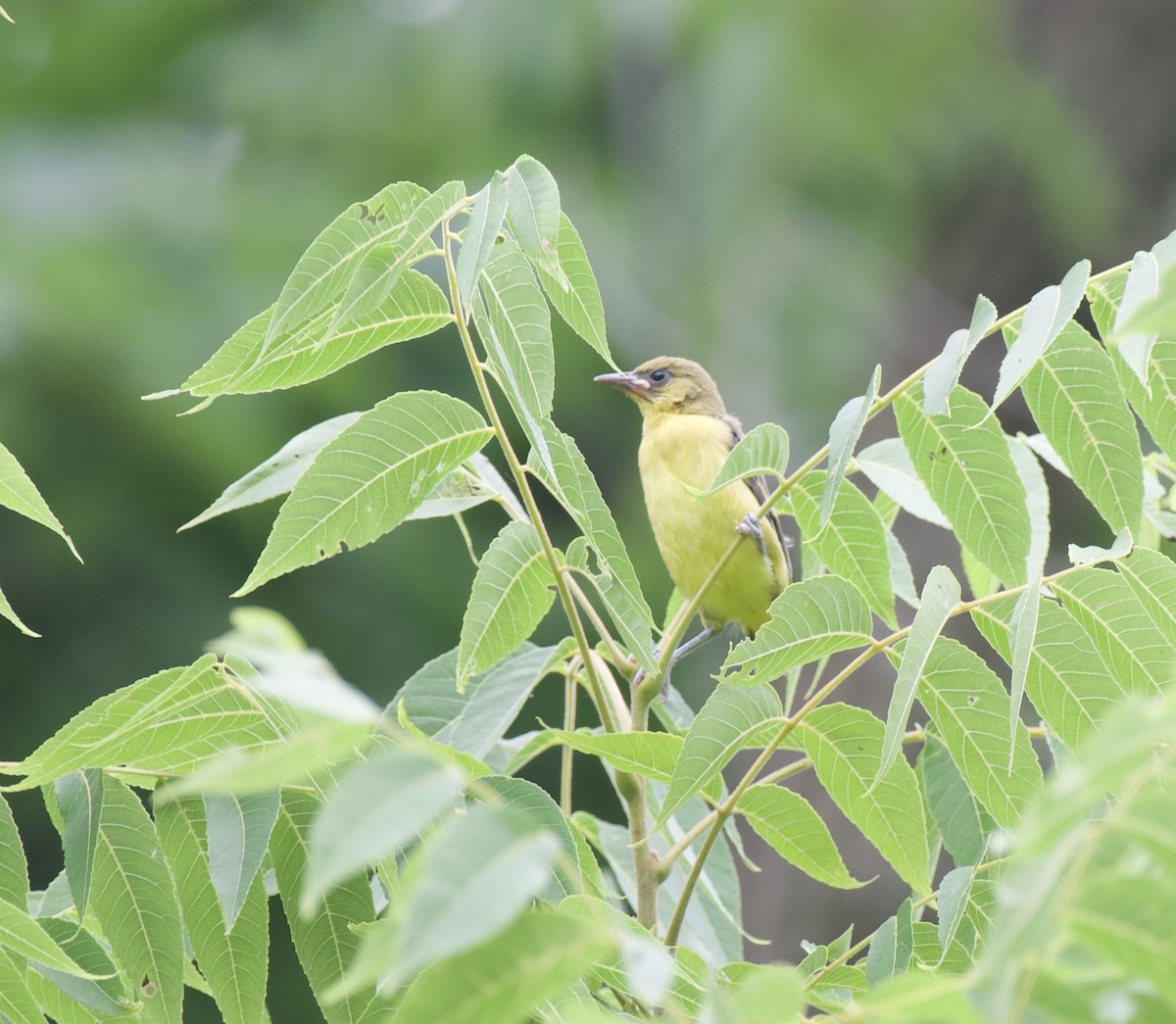 Orchard Oriole - ML620861726