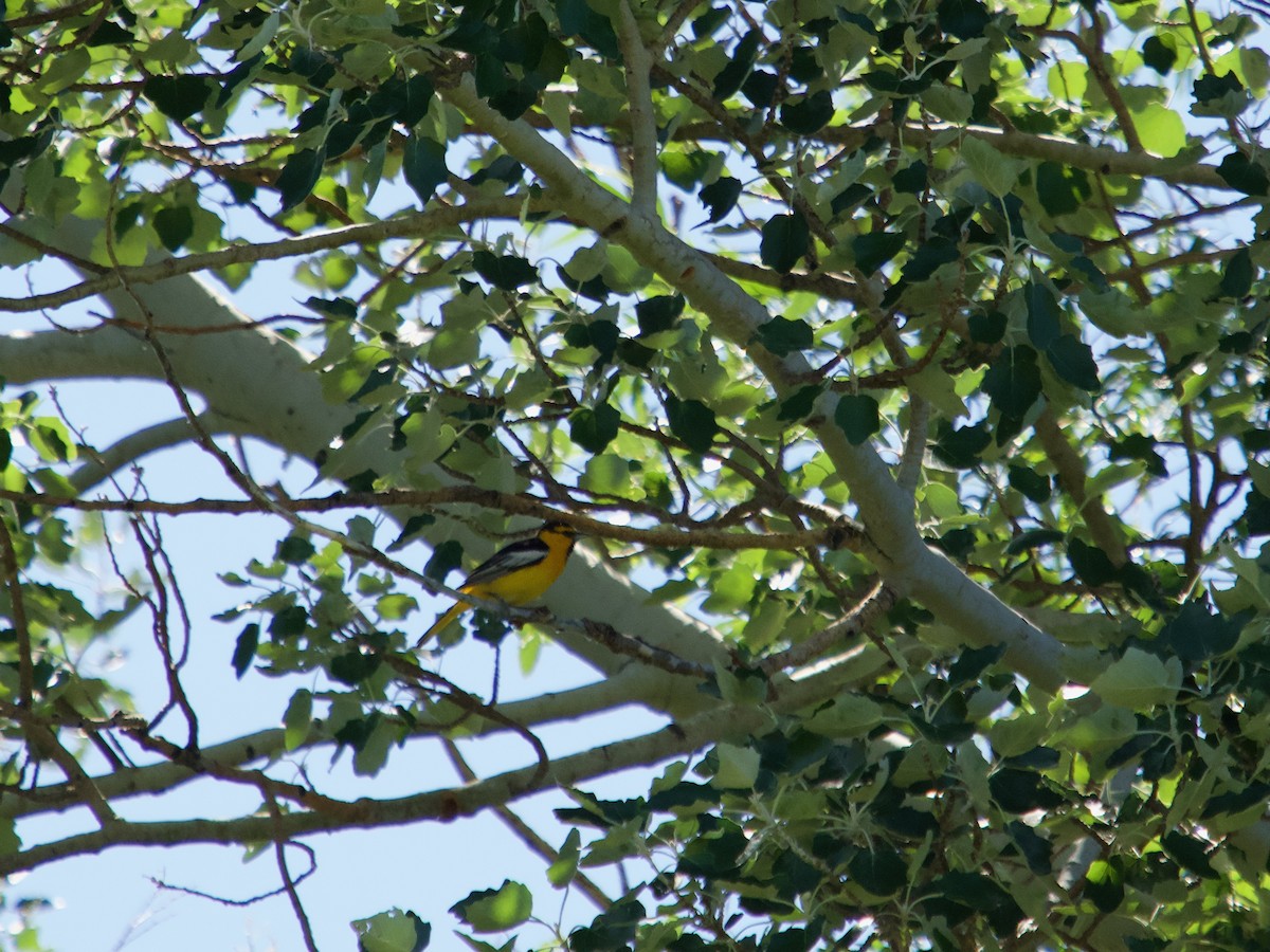 Bullock's Oriole - Melissa Hero