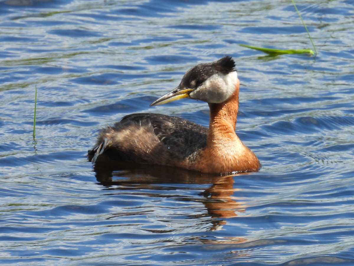 Red-necked Grebe - ML620861747