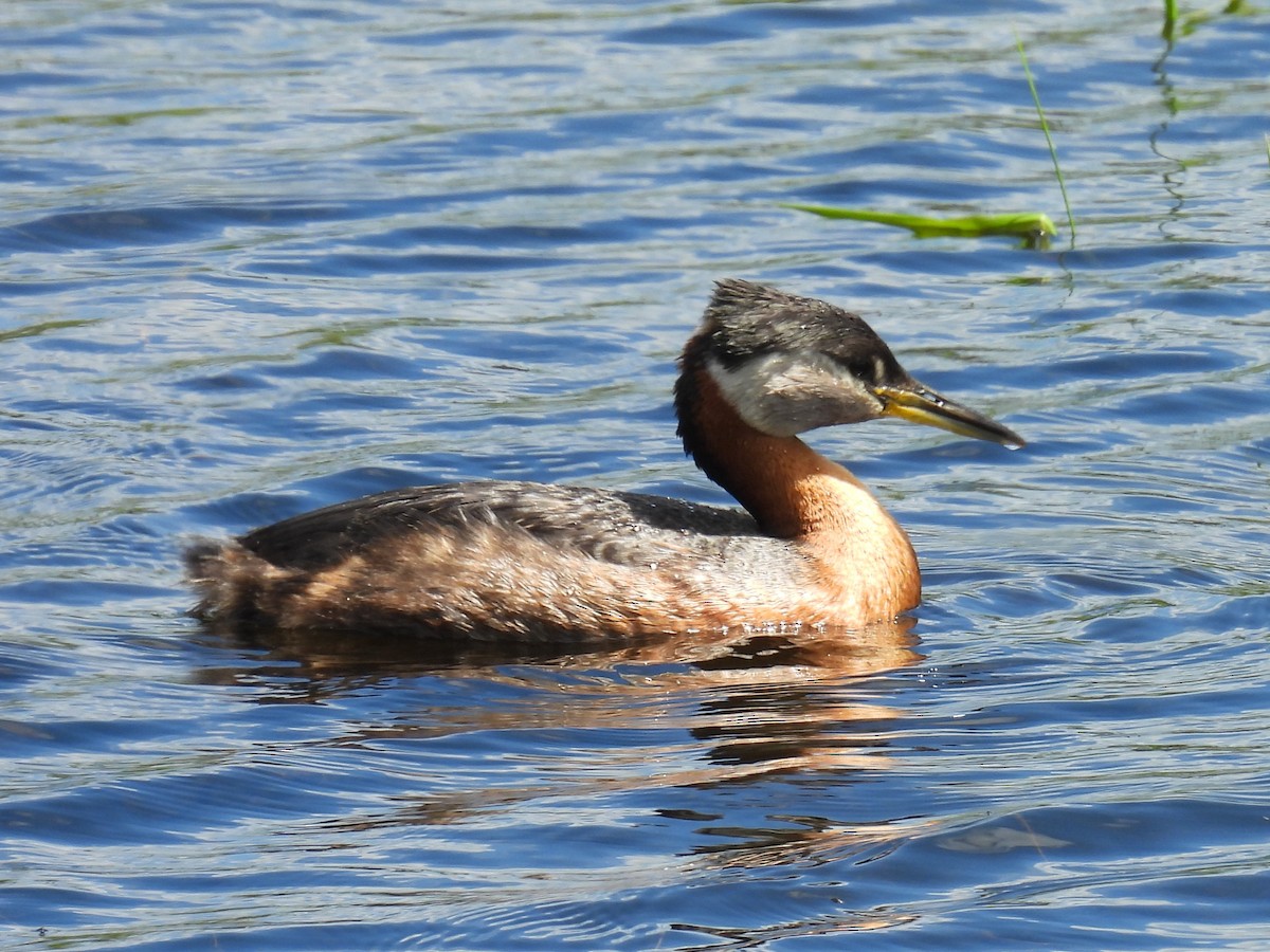 Red-necked Grebe - ML620861748