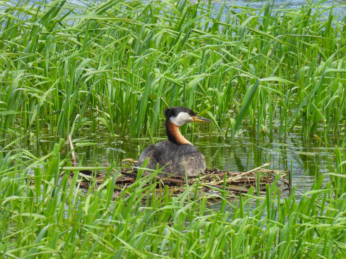 Red-necked Grebe - ML620861752
